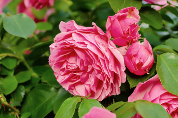 Obraz premium Pink roses garden