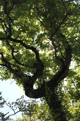 A beautiful tree and the sun shines through the foliage. Summer bright background.