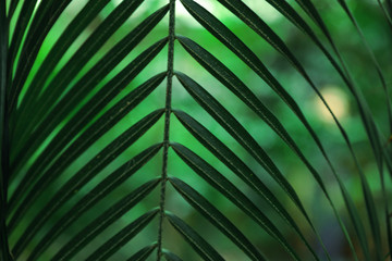Obraz na płótnie Canvas Beautiful tropical green leaf on blurred background, closeup