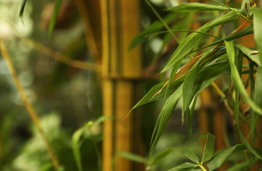 Tropical bamboo plant with green leaves in botanical garden, closeup. Space for text