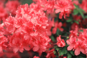 Beautiful tiny tropical flowers in botanical garden, closeup. Space for text