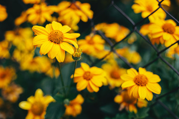 Beautiful flowers of yellow camomile in a garden. Dark green background, selective focus.