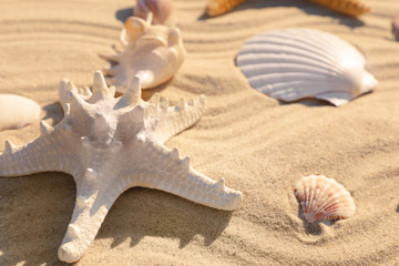 Fototapeta na wymiar Beautiful seashells and starfish on beach sand