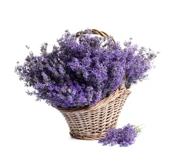 Glasschilderij Lavendel Verse lavendel bloemen in mand op witte achtergrond