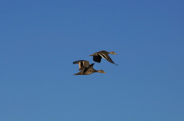 two ducks flying in the blue sky