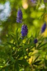 Vítex ágnus-cástus