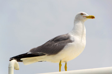 Fototapeta na wymiar Seagull. View of the seagull from the ship