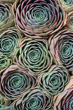 Close-up of colorful succulents shot from overhead