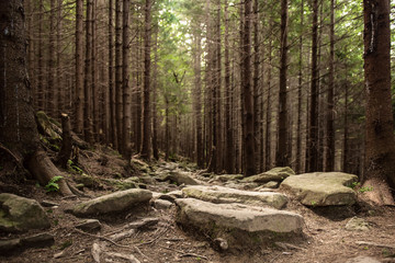 North scandinavian forest
