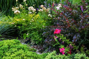 Fototapeta na wymiar Beautiful green garden with different plants on summer day