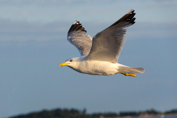 Seagull. View of the seagull from the ship