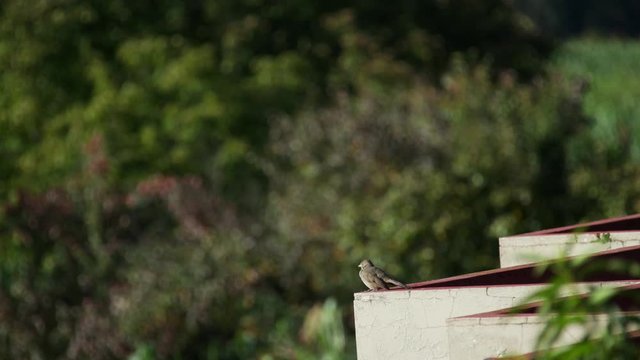p&aacute;jaros 