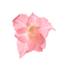 Beautiful pink gladiolus flower on white background