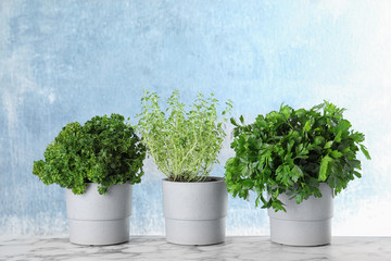 Seedlings of different aromatic herbs on marble table at blue wall