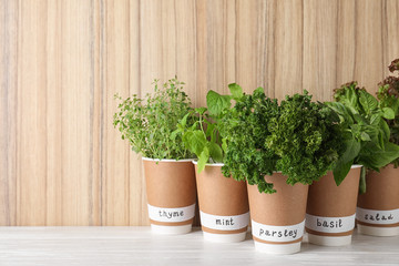 Seedlings of different aromatic herbs in paper cups with name labels on white table near wooden wall