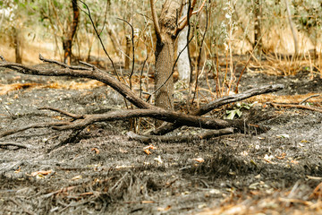 Burnt grass. Damage to nature. Forest fires