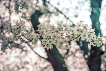 Naklejka premium blooming cherry tree in spring