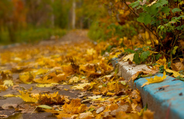 Obraz na płótnie Canvas Maple leaves lie on the road