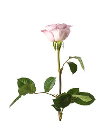 Fototapeta premium Beautiful blooming rose flower on white background