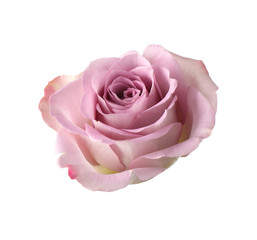 Beautiful blooming rose flower on white background