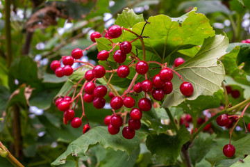 Viburnum bush