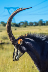 Closeup portrait of a cute and majestic Sable antelope in Johannesburg game reserve South Africa