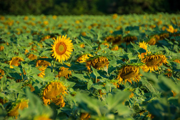 Réveil à l'aube de la première fleur de tournesol