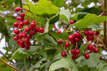 Viburnum bush