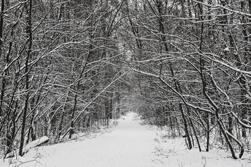 Winter forest with path