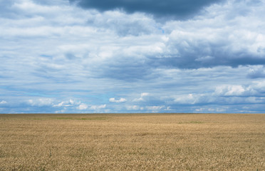 Yellow dry wheat field with cloudy sky in Ukraine