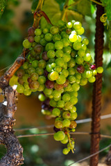 Wilde Weinreben in einem Landschaftsschutzgebiet.  Bei einer Fotowanderung südlich von La Matanza auf Teneriffa  habe ich diese prächtigen Trauben gesehen.  So wie sie aussehen werden wir einen guten 