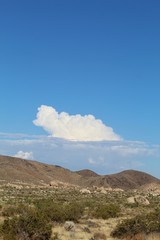 Clouds congregate above, adding beautiful accent to native Southern Mojave Desert ecological habitats in Joshua Tree National Park.