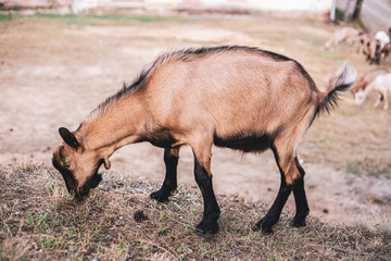 Young male goat feeding outside. Organic animal farming concept