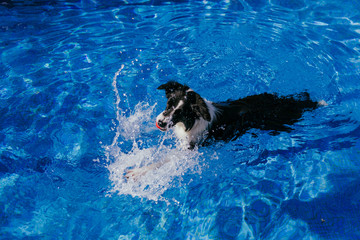 funny border collie dog swimming at the pool, playing with a toy ball. Summertime and lifestyle outdoors