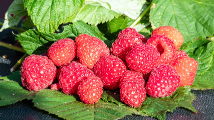 Raspberries close-up on a background of green leaves.
