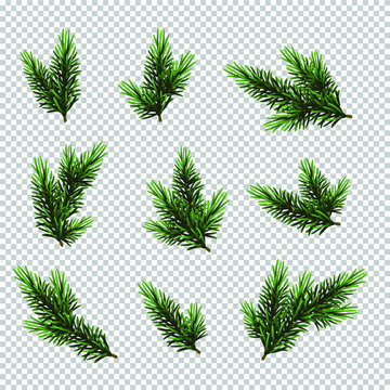 Set Christmas tree isolated on white background, pine fir branches.