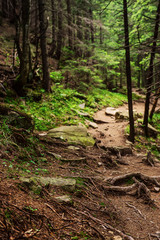 North scandinavian forest