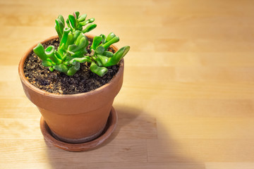 Succulent in a pot