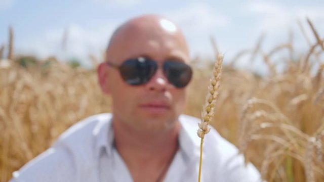 Portrait of a bald man sitting in a wheat field and holding one ears of wheat in his hands, blowing at him. Close up shot.