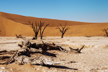 Dead Trees against against the red backdrop of the towering sand dunes of Namibia's Deadvlei