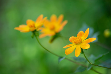 Flores amarillas