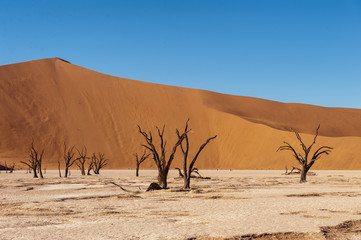 Dead Trees against against the red backdrop of the towering sand dunes of Namibia's Deadvlei
