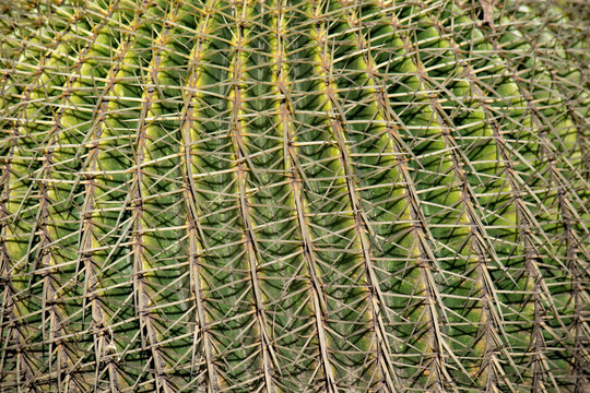 Espinas de cactaceas