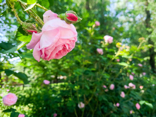 Pink roses in green leaves. Blooming roses in garden. Beautiful pink flowers on blurred background. Copy space