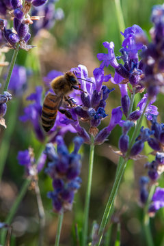 Abeille butinant des fleurs de lavande sauvage dans la montagne, Hautes-Alpes, France