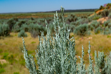 closeup of desert sagebrush