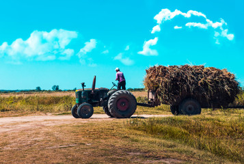 Obraz premium Acarreando la alfalfa