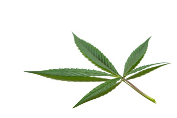 Wild hemp or medical cannabis. Marijuana leaf Isolate. White background.