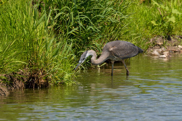 Juvenile Great blue heron in natural environment