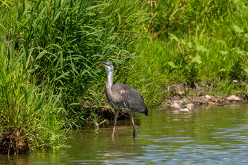 Naklejka premium Juvenile Great blue heron in natural environment